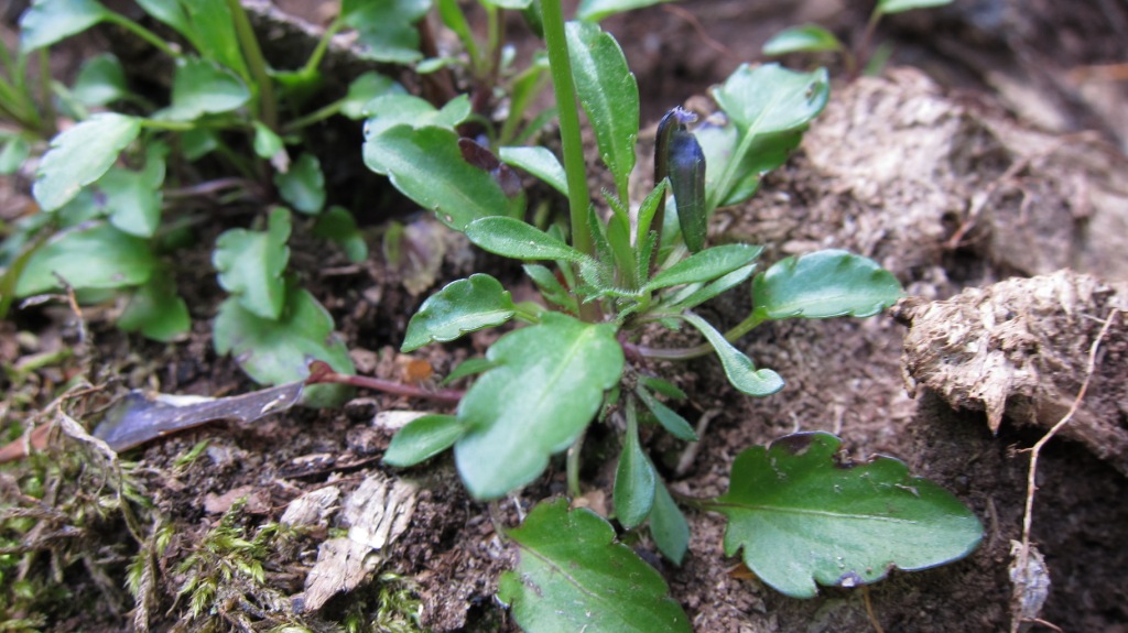 Viola cassinensis (=Viola pseudogracilis) / Viola di Montecassino